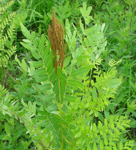Osmunda regalis Royal fern seeds