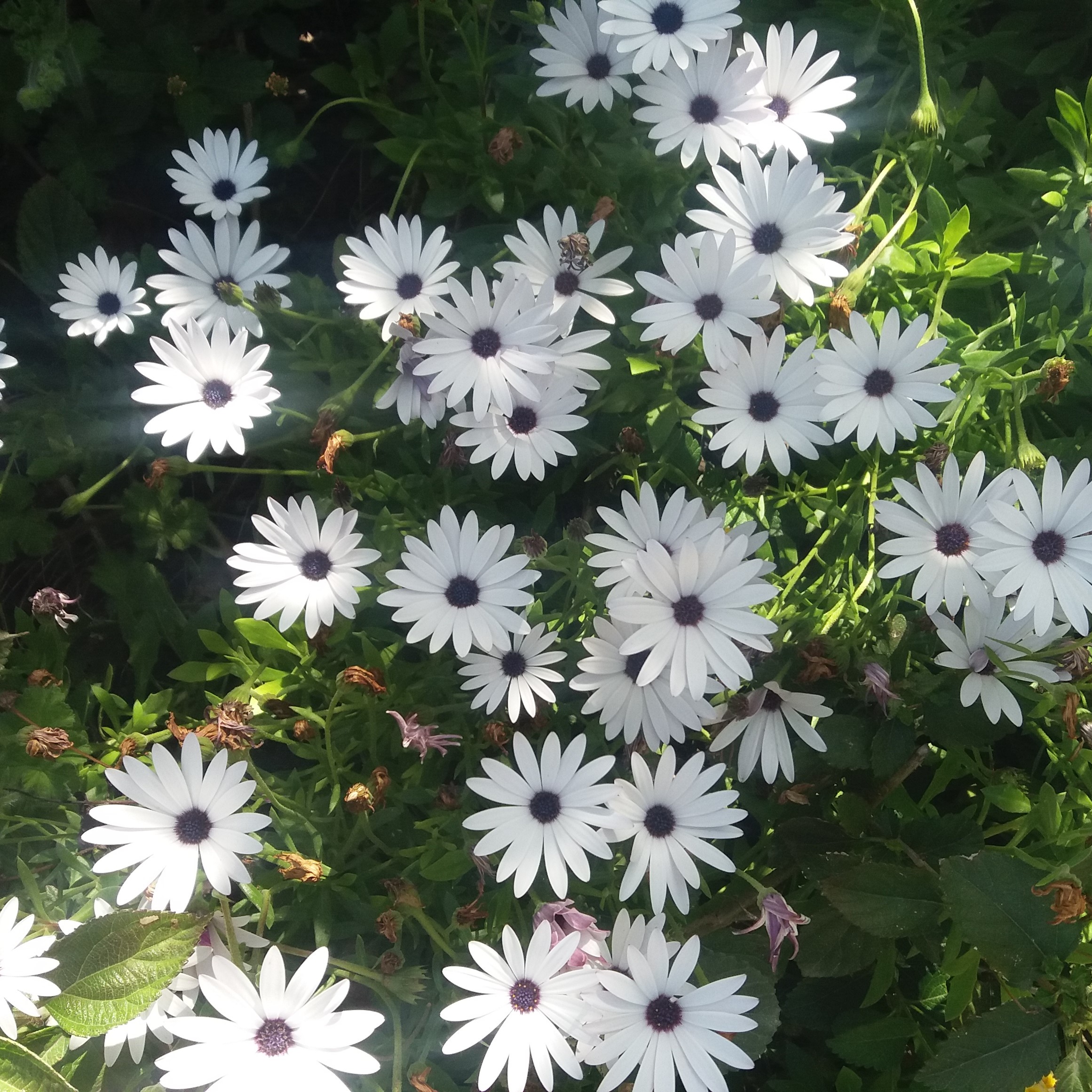 Osteospermum ecklonis Cape Marguerite seeds