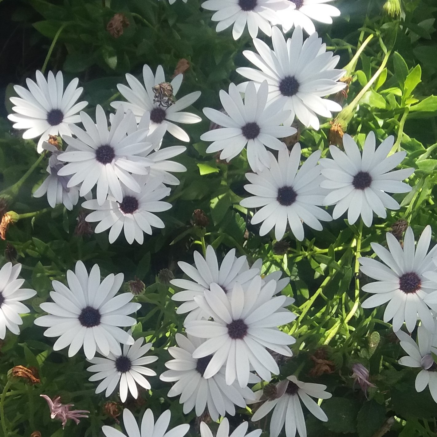 Osteospermum ecklonis margarita del Cabo semillas