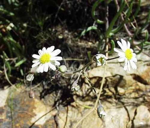 Othonna alba Othonna seeds