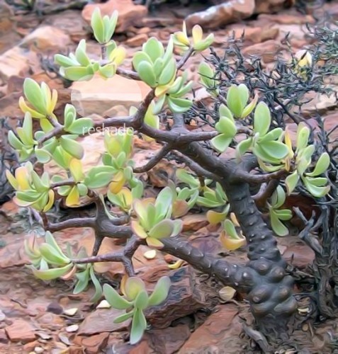 Othonna arborescens caudiciform seeds