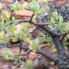 Othonna arborescens Caudexpflanze Samen