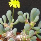 Othonna clavifolia caudiciform seeds