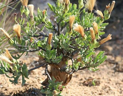 Othonna filficaulis caudiciform seeds