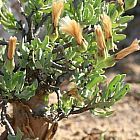 Othonna filficaulis Caudex semillas