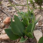 Othonna gymnodiscus plante caudex graines