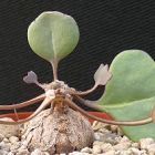 Othonna hederifolia plante ? caudex graines