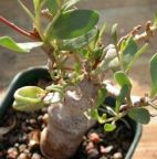 Othonna lobata Caudexpflanze Samen