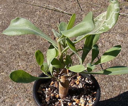 Othonna macrosperma caudiciform seeds