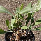 Othonna macrosperma plante ? caudex graines