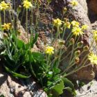 Othonna oleracea plante caudex graines