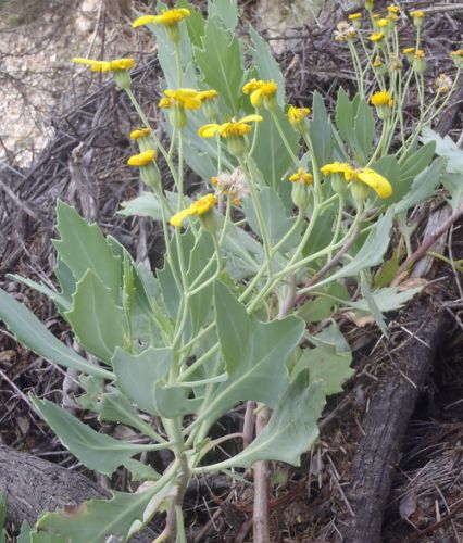 Othonna osteospermoides Caudiciform seeds