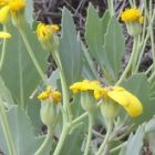 Othonna osteospermoides Caudiciform seeds