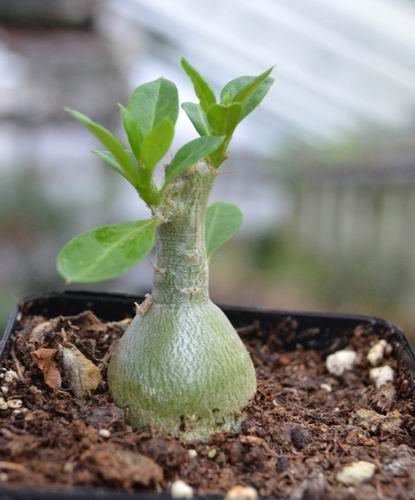 Othonna pachypodium caudiciform seeds