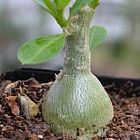 Othonna pachypodium plante caudex graines