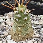 Othonna pinnata Caudiciformi semi