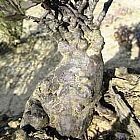 Othonna retrofracta plante ? caudex graines