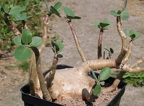 Othonna triplinervia caudiciform seeds