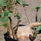 Othonna triplinervia Caudexpflanze Samen
