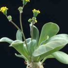 Othonna wrinkleana Caudexpflanze Samen