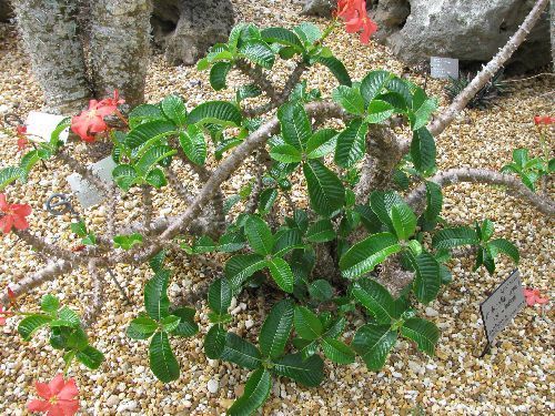 Pachypodium baronii ssp baronii Madagascar palm - bontaca seeds