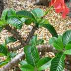 Pachypodium baronii ssp baronii