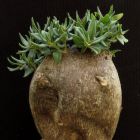 Pachypodium bispinosum  semi