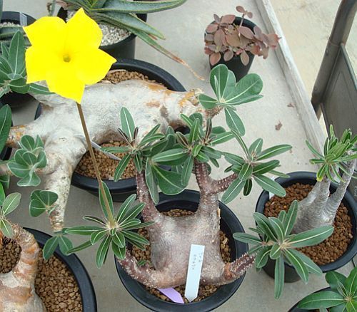 Pachypodium cactipes Madagascar palm seeds