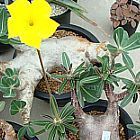Pachypodium cactipes Madagascar palma semi