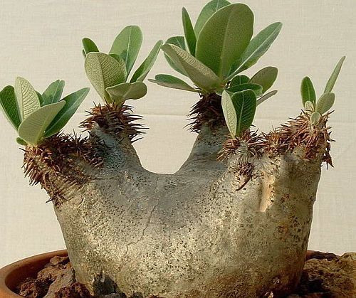 Pachypodium densiflorum madagascar palm seeds