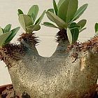 Pachypodium densiflorum palmier de Madagascar graines