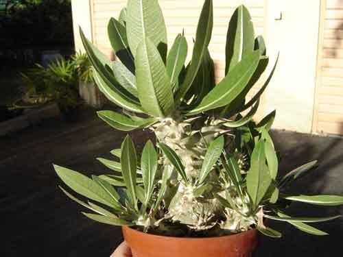 Pachypodium densiflorum var. brevicalyx madagascar palm seeds