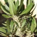 Pachypodium densiflorum var. brevicalyx madagascar palm seeds