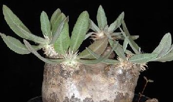 Pachypodium eburneum Caudiciform seeds