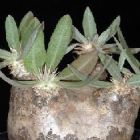 Pachypodium eburneum Plante caudex graines