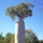 Pachypodium geayi graines palmier de Madagascar