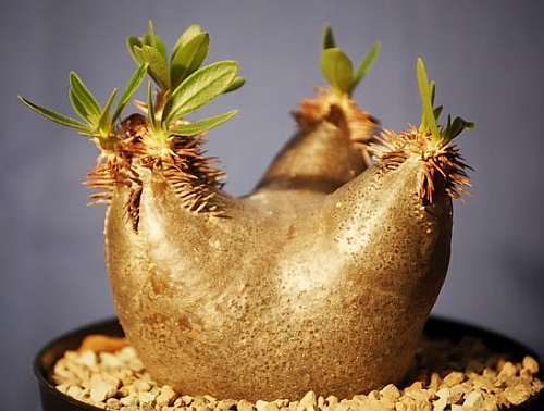 Pachypodium horombense Horombe Clubfoot - Yellow Bell Pachypodium seeds