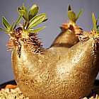Pachypodium horombense plante caudex graines