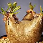 Pachypodium horombense  semi