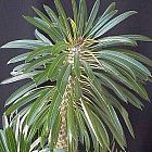 Pachypodium lamerei Madagascar palm seeds