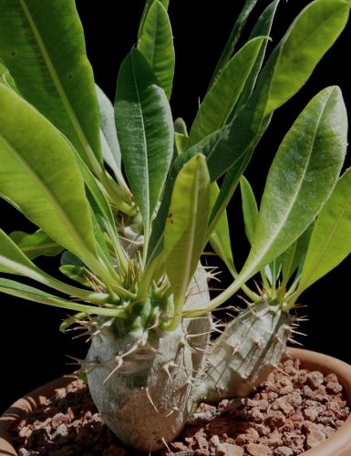 Pachypodium lamerei var. ramosum Dwarf Madagascar Palm seeds