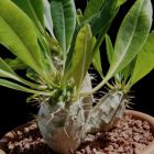 Pachypodium lamerei var. ramosum Paume de Madagascar nain graines