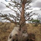 Pachypodium lealii Arbre de bouteille graines