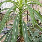 Pachypodium meridionale Madagascar palma semi