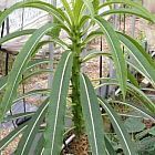 Pachypodium meridionale Madagaskar Palme Samen