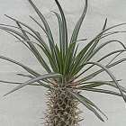 Pachypodium mikea Madagaskar ? Palme Samen