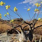 Pachypodium rosulatum var. gracilis  cемян