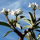 Pachypodium rutenbergianum Madagaskar Palme Samen