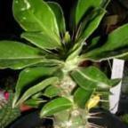 Pachypodium saundersii palmera de Madagascar semillas