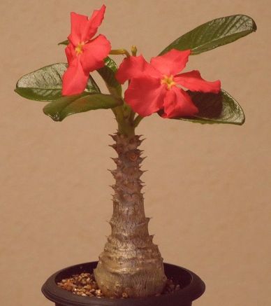 Pachypodium windsorii Madagascar Palm seeds